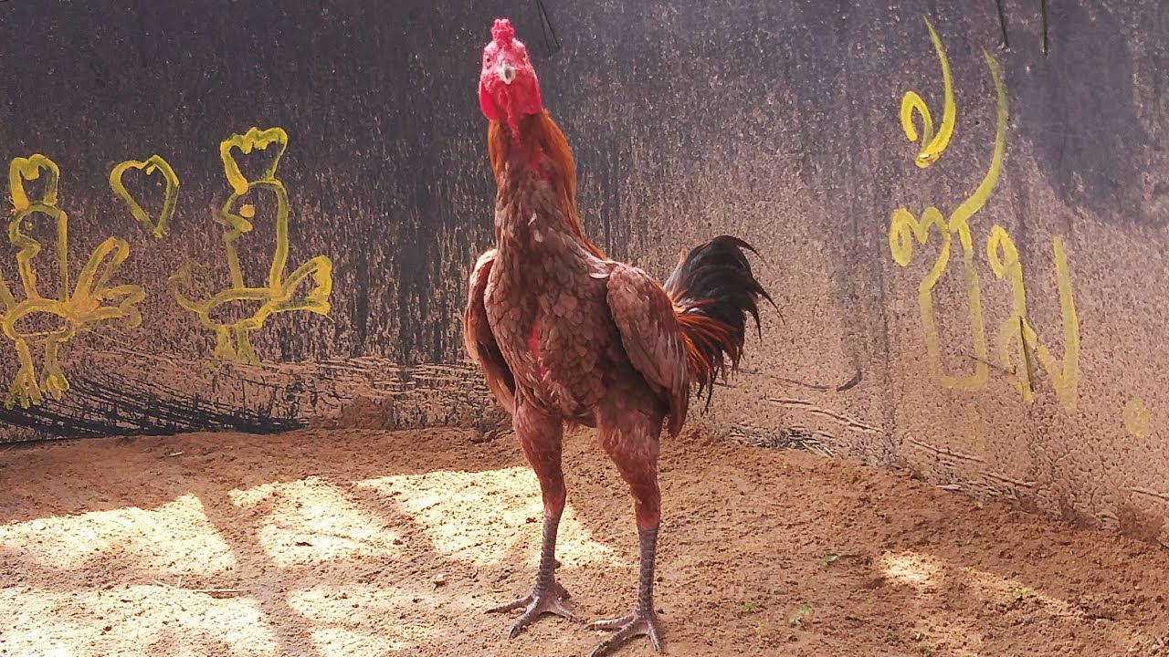 🐓พ่อพันธุ์หนุ่มตัวใหม่