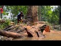 skill &amp; guts ‼️ Cut down 3 old trees quickly and safely.