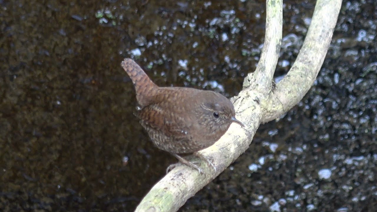 Winter Wren : Call