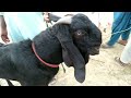 Bakra Mandi Bhalwal l Vlog Punjab l Visited Goat Market l Eid ul Adha 2023