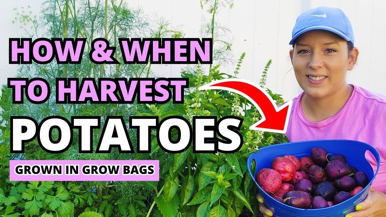 Harvesting Potatoes When & How to Harvest Potatoes Grown in Grow Bags