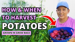 Harvesting Potatoes: When & How to Harvest Potatoes Grown in Grow Bags #garden #potato #homestead