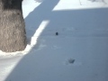 Sharing Squirrel tunnels through snow (video) Love