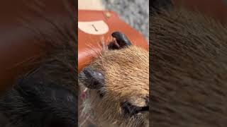 仔カピバラ「一年生になったら、新規フォロワー100人できるかな?」 Resimi