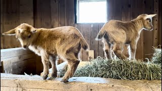 Been raining 2 days…the goat kids are literally bouncing off the walls!