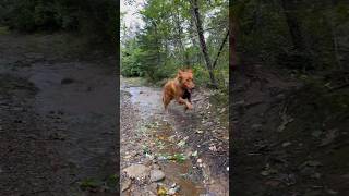 HERE WE GO AGAIN  #funny #dog #shorts #narvey #ducktoller