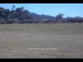 Century Hawk Pro Heli EP Conversion Electric Test