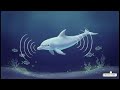 Echoes of the Deep: The Dolphin Compendium | Know All Club