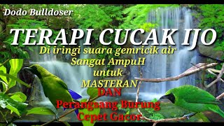 Download Lagu TERAPI BURUNG CUCAK IJO Suara gemricik air, Stress Bisa kembali Gacor njambul MP3 Download Lagu TERAPI BURUNG CUCAK IJO Suara gemricik air, Stress Bisa kembali Gacor njambul MP3