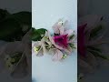 कल कभी नहीं आएगा #ytshorts #newyoutuber #youtubeshorts #gardeningtips