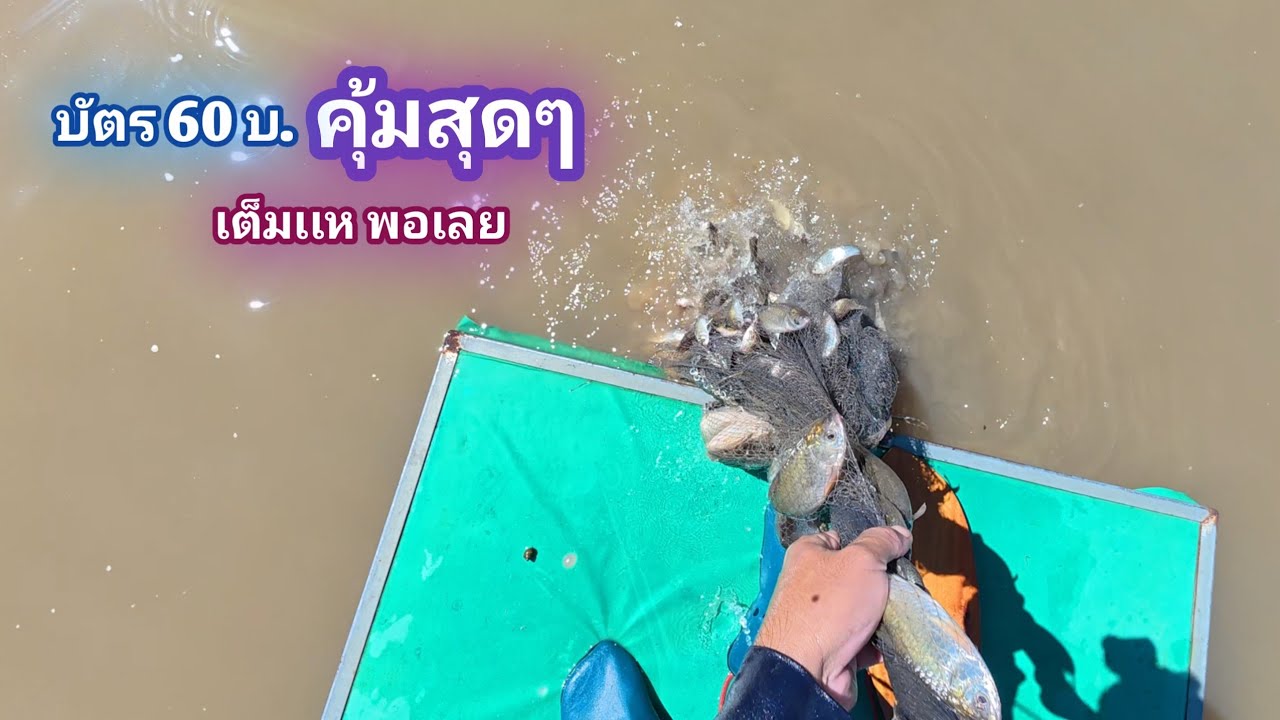 คุ้มสุด!!! บัตร 60 บาท ลงปลา หว่านเเหยกยอ หนองธรรมชาติ บ้านโพนสูง EP.972