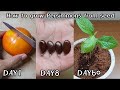 How to grow Persimmons from seed | Home & Garden