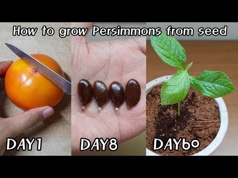 Video: How To Grow Persimmon From Seed