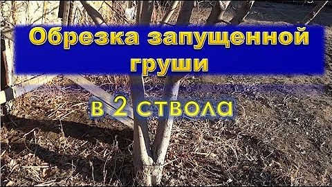 Обрезка запущенной груши в 2 ствола