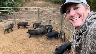 Wild hogs taking over 40 acre farm. Can we help?