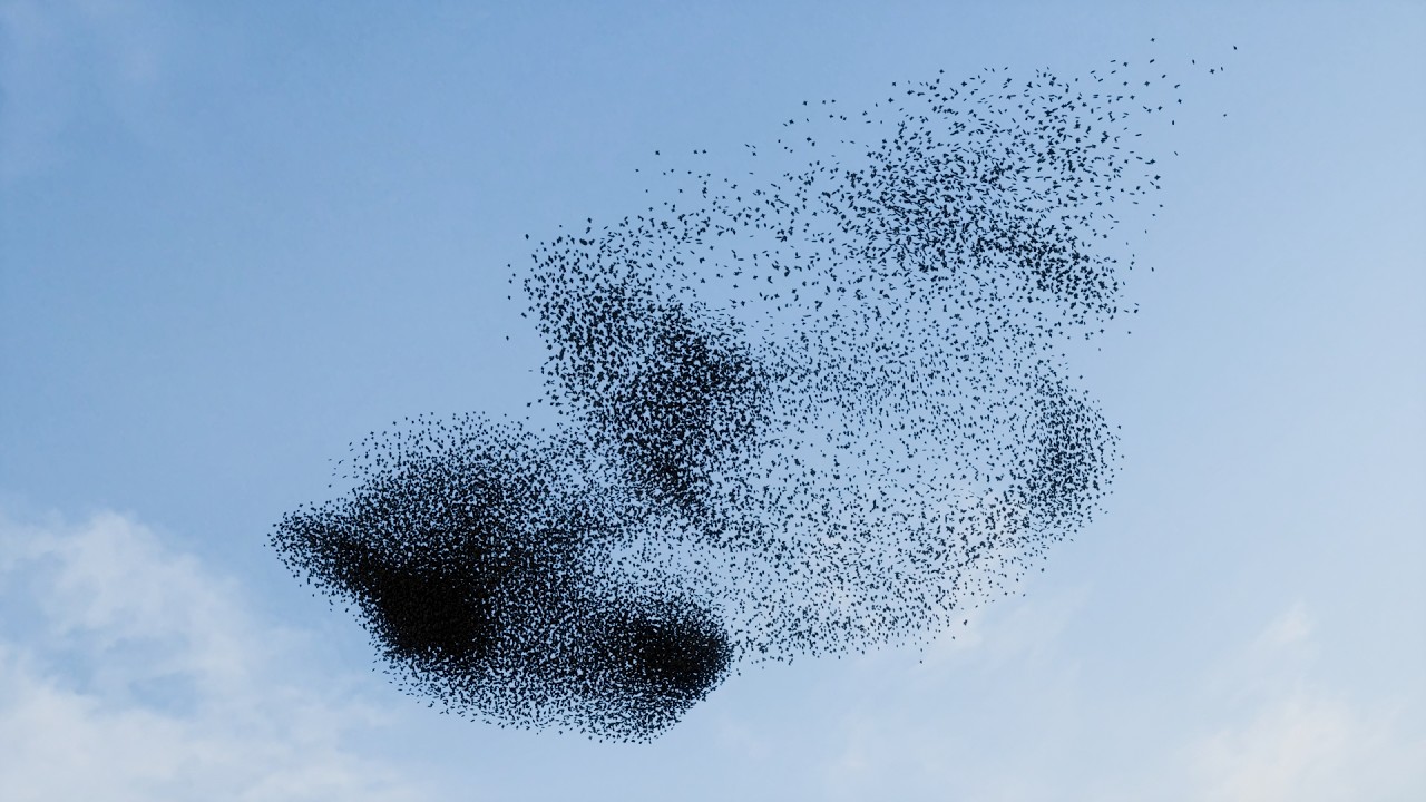 Flocking Birds 3D Animation - YouTube