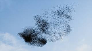 Flocking Birds 3D Animation