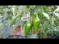 Container Gardening : Paano Magtanim ng Bell Pepper (Atsal) sa Container
