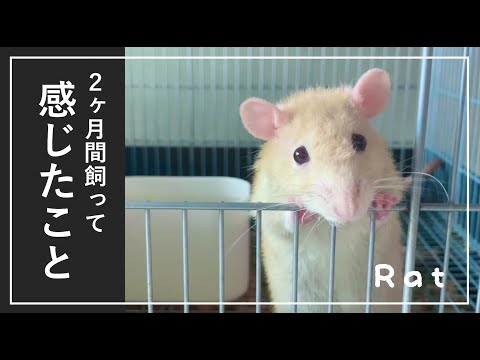 孫のためと衝動買いしたラット、結末はいかに？