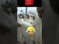 احذرو من سارقي التاريخ   العرب موريتانيا المغرب الجزائر المرابطون