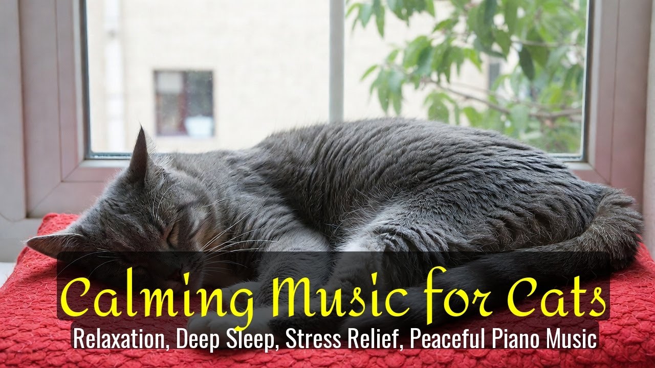 LIVE Cute Sleeping Cats for Anxiety Relief 😌 | Season 58