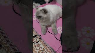 DUA MA ORTAK GELMİŞ #abone #kitten #keşfet #cat #yutubeshorts #dua #huzur #kitty #ilahi #cute #pets