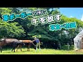 牛を放し飼いで「草食べ放題」