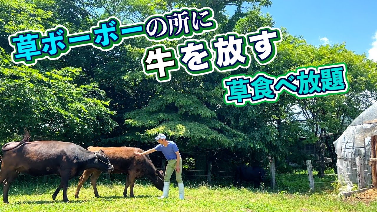 牛を放し飼いで「草食べ放題」