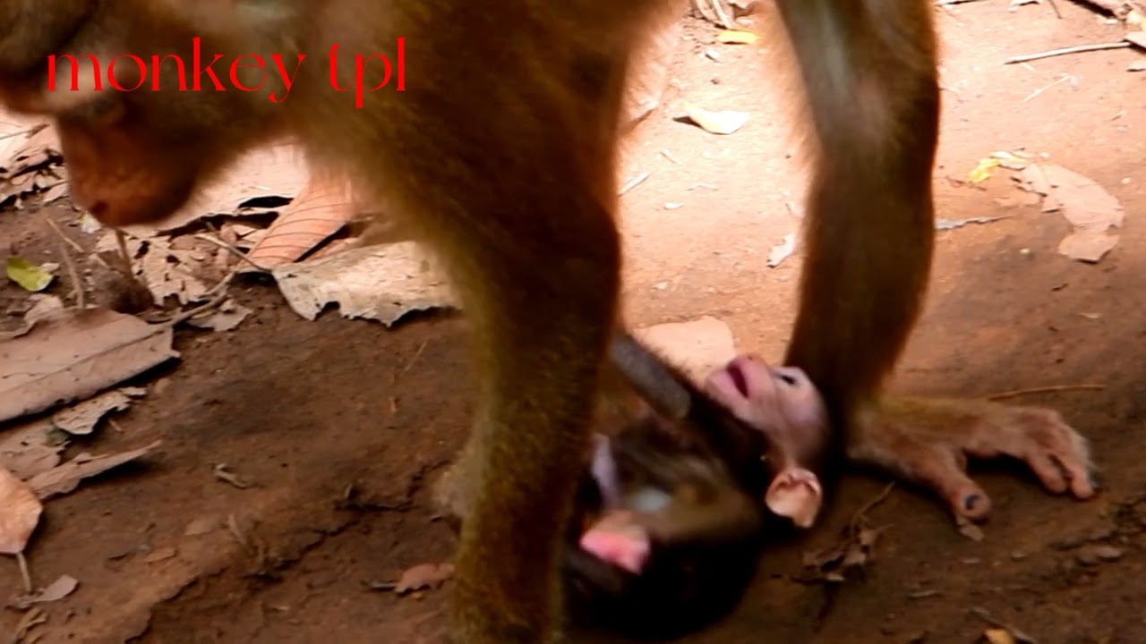 Nearly Libby| DeeDee Attack Poor Baby Daniela Nearly Pass Away By Angry Baby Daniela Reply Back