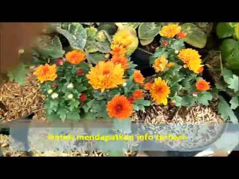 Jual Berbagai Macam Tanaman Hias