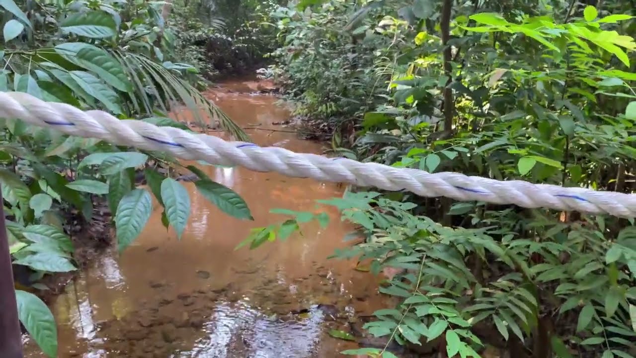 How to hike the hidden nature path from Macritchie to BT Timah Beauty World。 秘境步道麦里芝到美世界。秘密の道