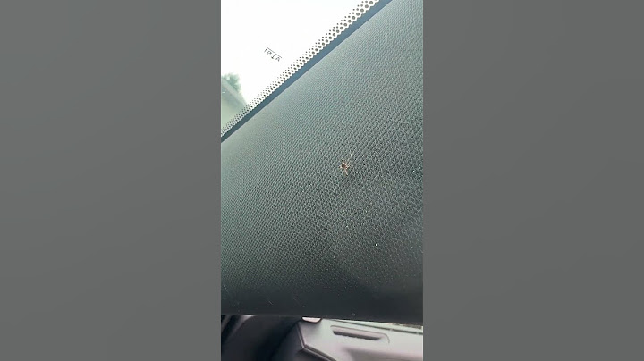 Petrified Mosquito from the Extreme Heat #insects #mosquito #insects #bug #bugs