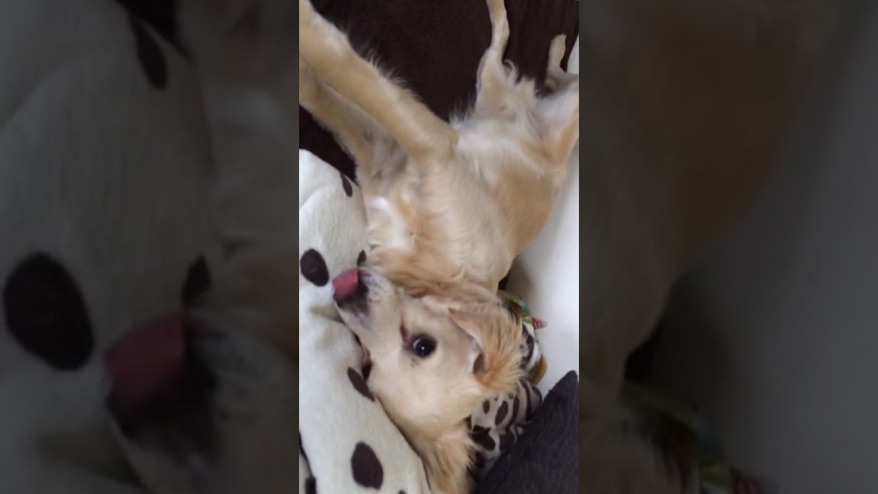 Goody ein Hund in Not aus dem Tierschutz YouTube