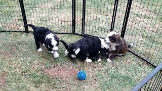 Outdoor Playtime for 6 Week Old Brindle Bernedoodle Puppies