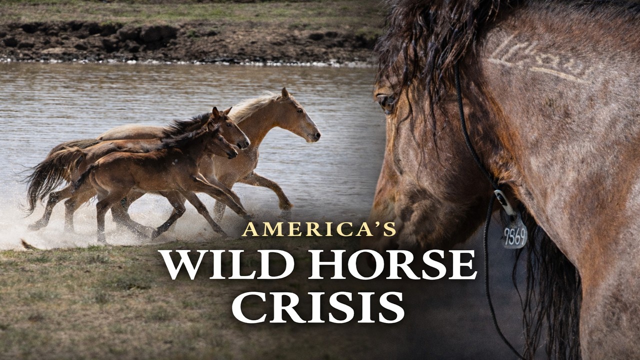 Кризис диких лошадей в Америке #дикиелошади