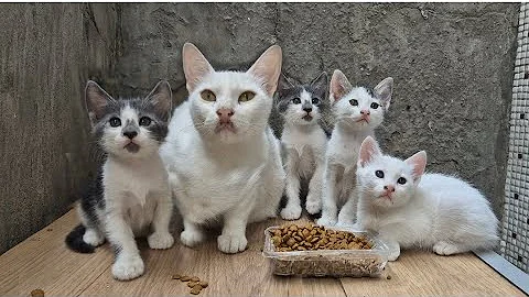 Watch the video about Incredibly cute white cat family.