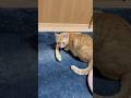 野良猫時代にヘビ食べてたんかな?