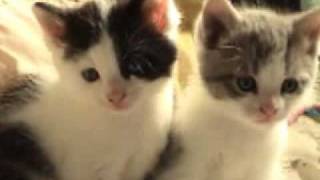 Cute Kittens