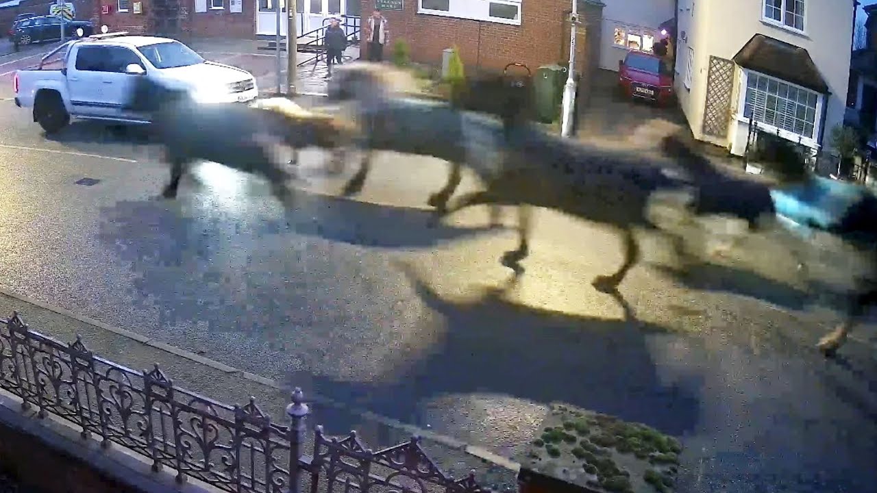 Wild moment herd of runaway horses gallop through quiet village | SWNS