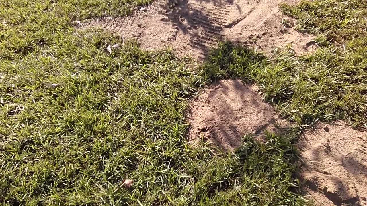 Gopher damage. Nov. 23 2019 YouTube