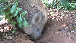Jabali Trabajando la Tierra