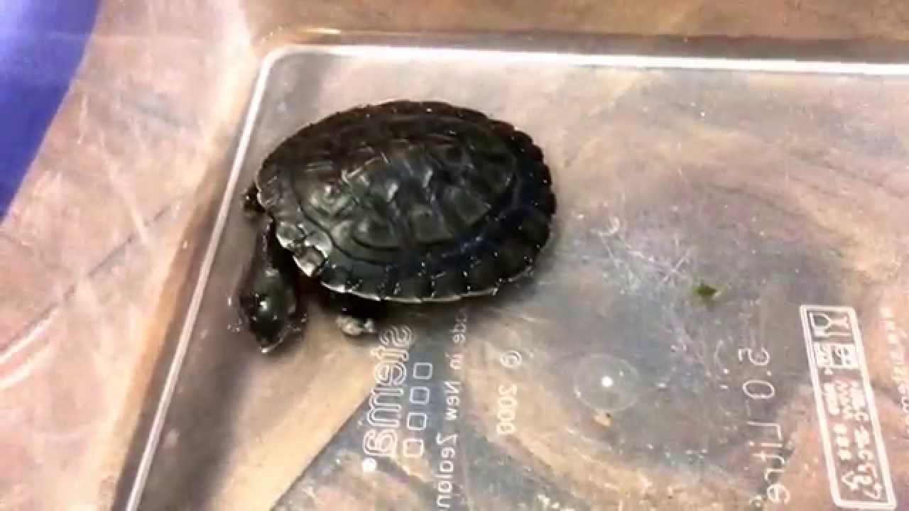 Tommy Turtle the Murray River Short Neck Turtle feeding / eating YouTube