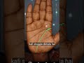 जीवन रेखा #palmistry #palmreading #astro #astrology #astrologer #hastrekha #hastreading