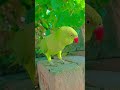 mai tota mai tota #anuandsuji #comedy #funny #parrot #greenparrot
