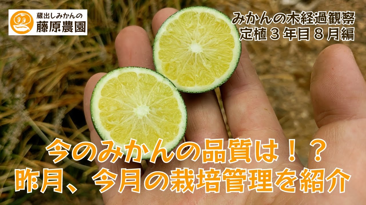 みかんページ 中生みかん 3kg｜リベシティファーマーズマーケット