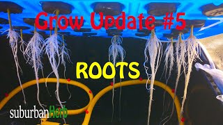 Planting aerocloner rooted clones under the Viparspectra xs4000