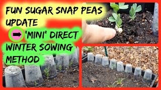 Fun Sugar Snap Pea Update - No Transplant Direct Winter Sowing - Mini Version