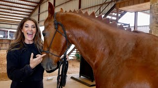 CUTTING A DINOSAUR MANE ON MY HORSE!