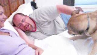 My Dog Annoying My Dad