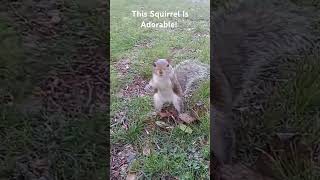 The Most Adorable Squirrel I've Ever Seen! #youtube #nature #wildlife